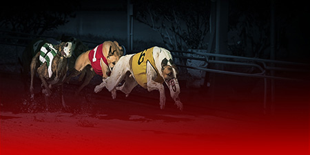 dog_racing